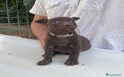 Australian Kelpie cani in vendita: Cuccioli di Australian Kelpie a Provincia di Teramo - Immagine 5