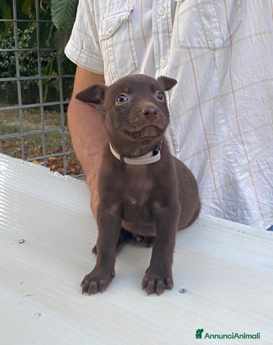 Australian Kelpie cani in vendita: Cuccioli di Australian Kelpie a Provincia di Teramo - Immagine 5