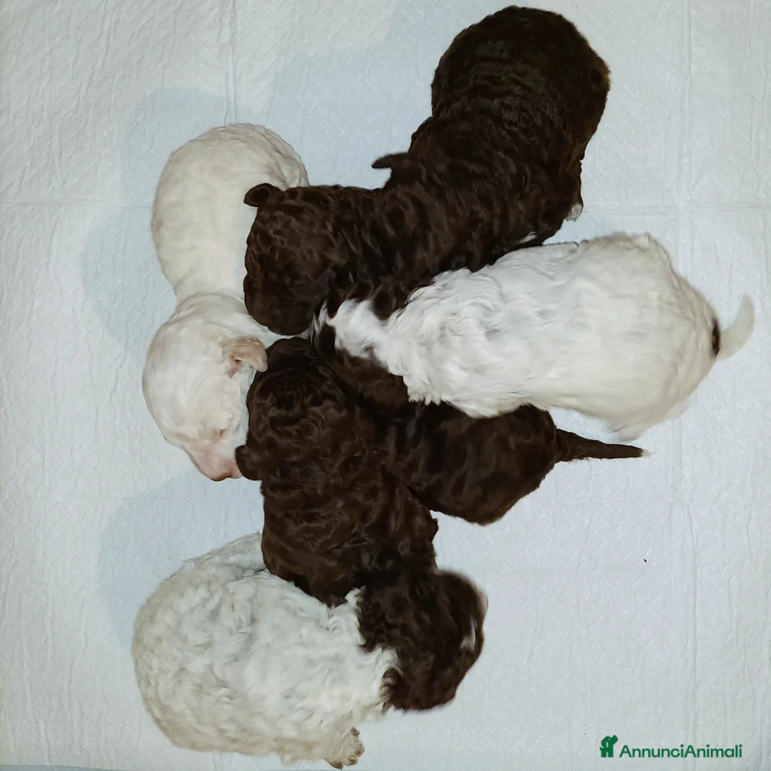 Lagotto cani in vendita: Cuccioli di Lagotto Romagnolo con Pedigree  - Annuncio 8