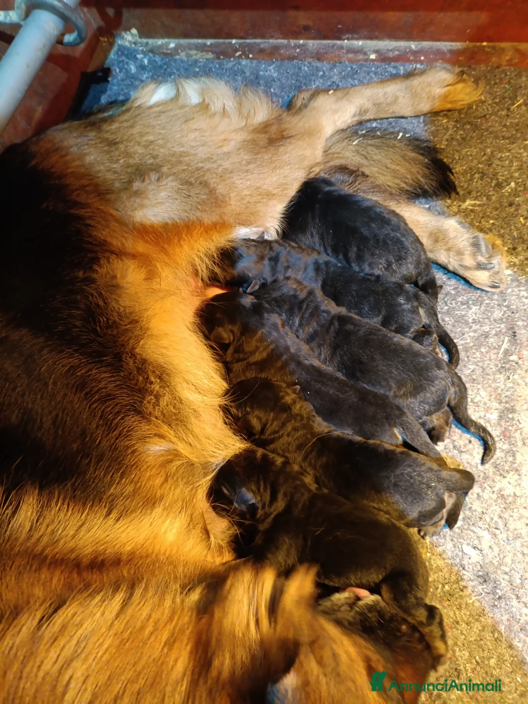 Pastore Tedesco cani in vendita: Cuccioli di pastore tedesco  - Annuncio 2