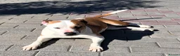 Meticcio cani in regalo: MAYA AMSTAFF - Annuncio 1
