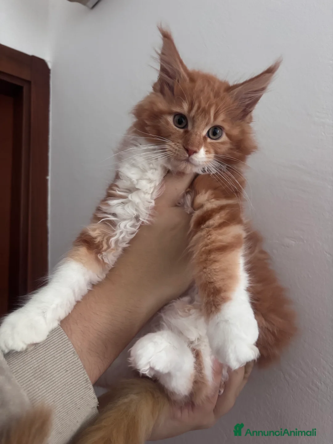 Maine Coon gatti in vendita: Ultimo cucciolo Maine coon disponibile  - Annuncio 5