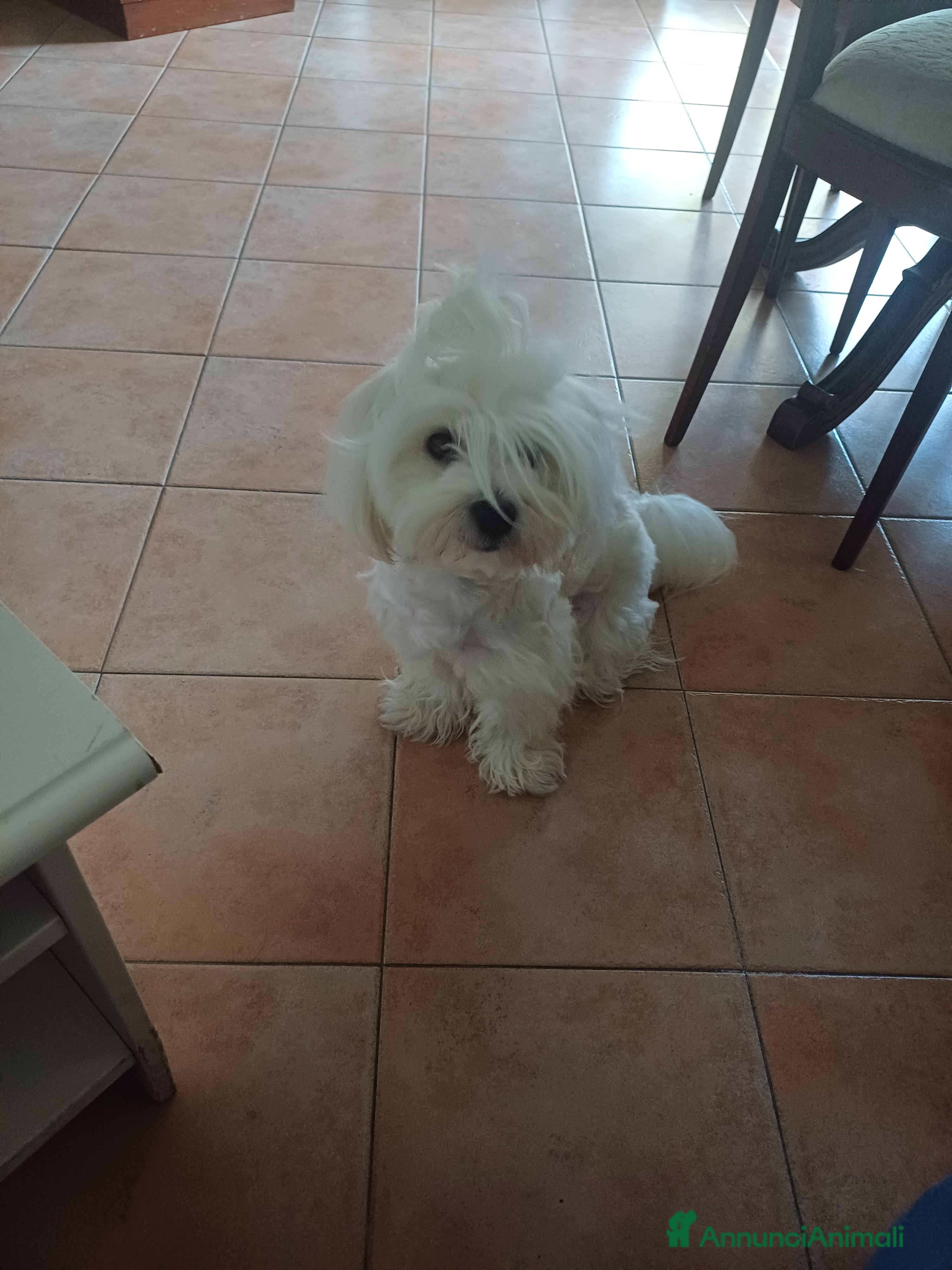 Maltese cani Maltese - Annuncio 1
