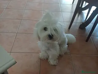 Maltese cani Maltese - Annuncio 1