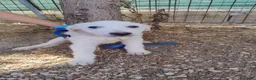 Meticcio cani in regalo: LUNE E Golia  - Annuncio 4