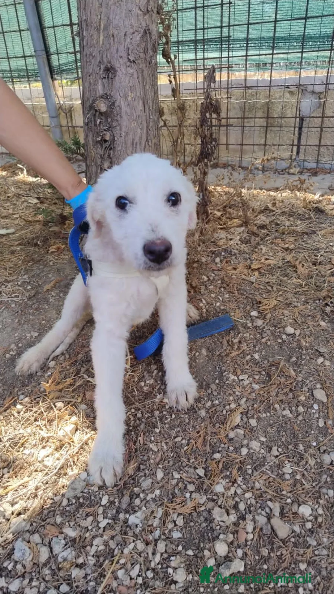 Meticcio cani in regalo: LUNE E Golia  - Annuncio 4