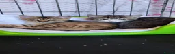 Meticcio gatti in regalo: Artù gattino affettuoso - Annuncio 6