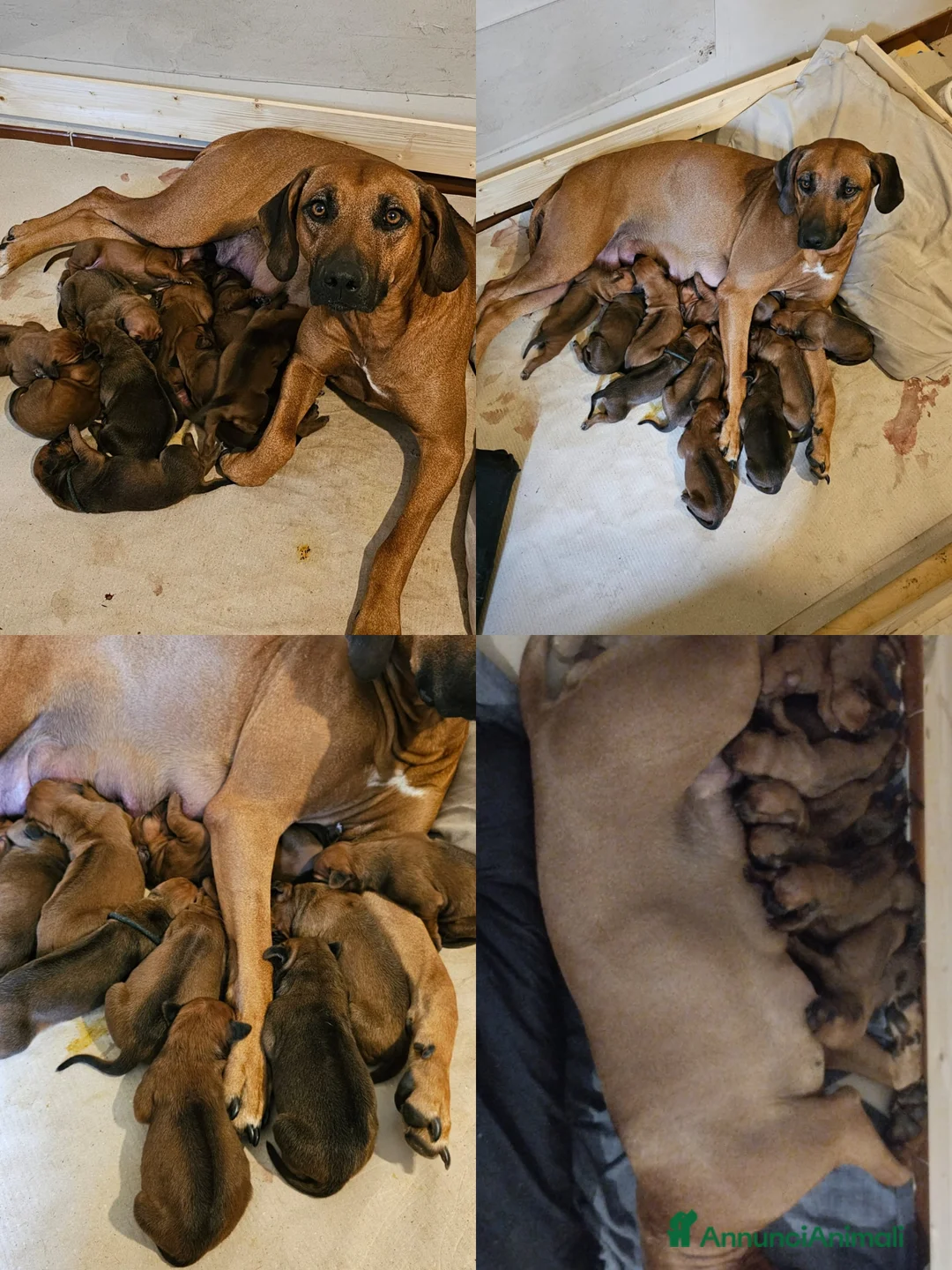 Rhodesian Ridgeback cani in vendita: RHODESIAN RIDGEBACK il cane per la caccia al leone - Annuncio 1