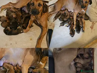 Rhodesian Ridgeback cani RHODESIAN RIDGEBACK il cane per la caccia al leone - Annuncio 1