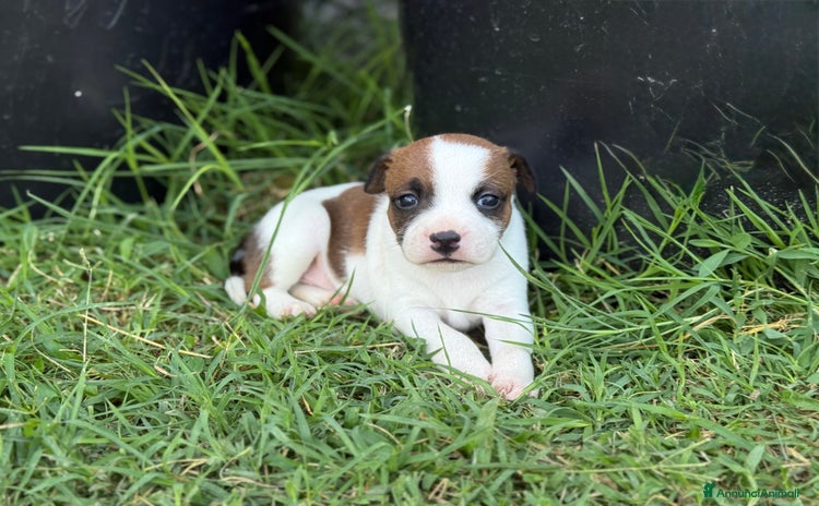 Staffordshire cani a Province of Bergamo - Annuncio 3