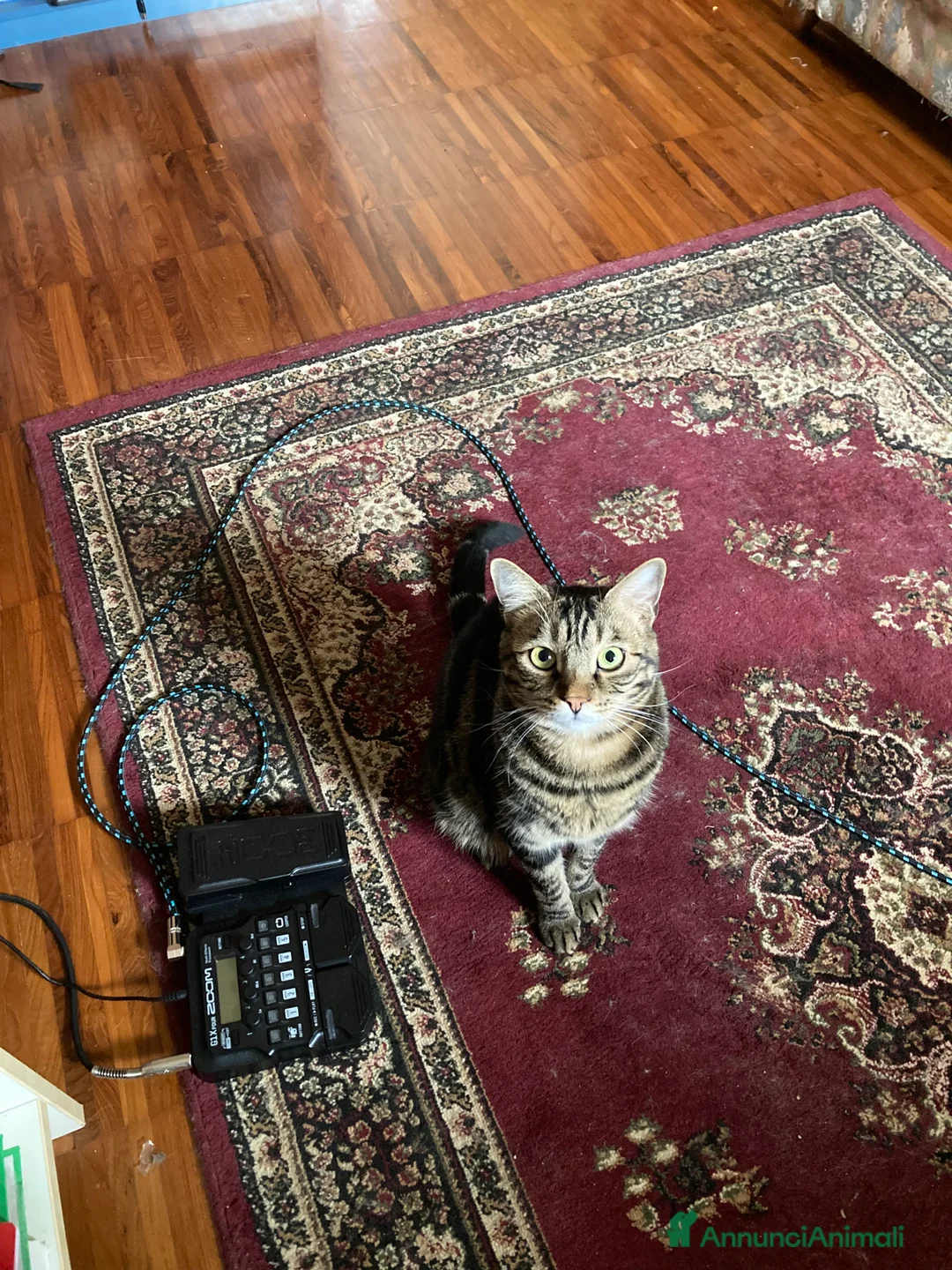 Europeo gatti in regalo: Gatto maschio adulto (sterilizzato) - Annuncio 23