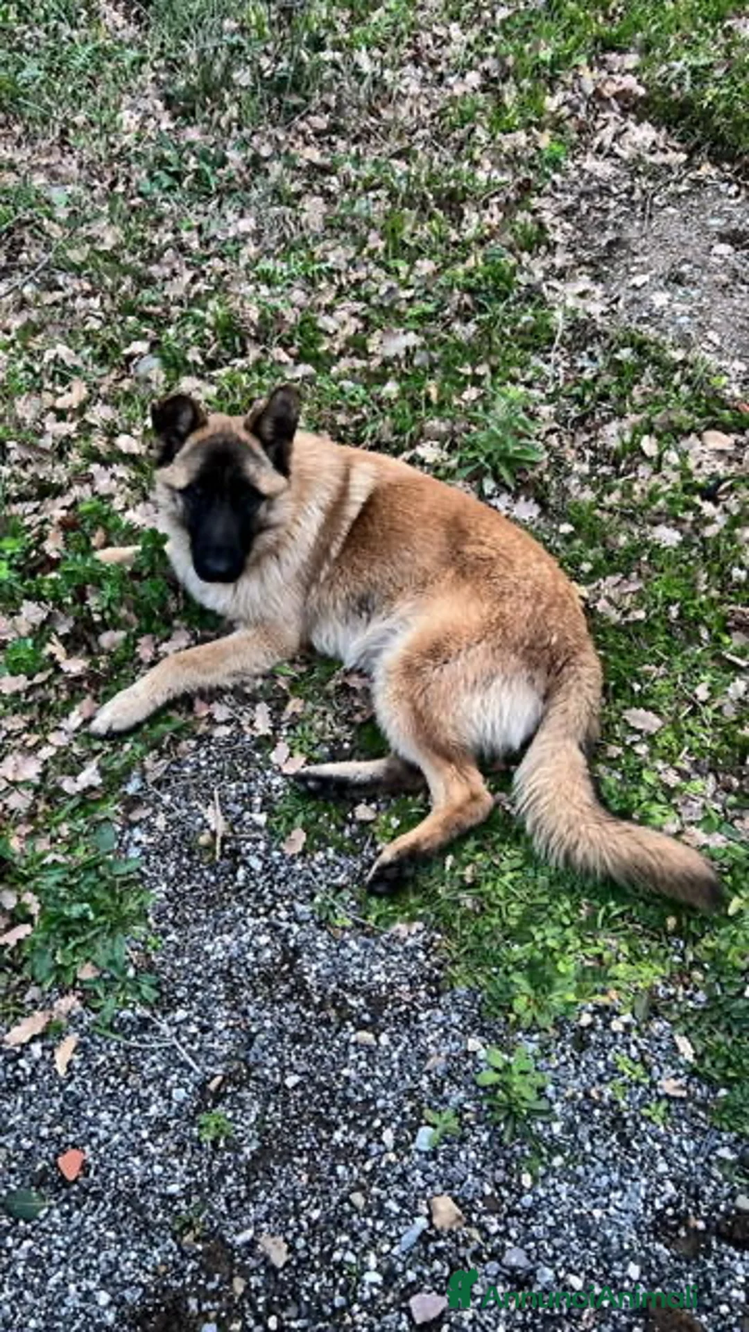 Pastore Tedesco cani in regalo: ADOZ.DEL CUOR:cerca famiglia che loami!Buttato via - Annuncio 5