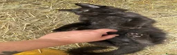 Maine Coon gatti in vendita: Cucciolo black smoke di maine coon (Tequila) - Annuncio 16