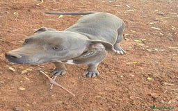 Pitbull cani in regalo: ATHENA TERRIER DI TIPO BULL 2 ANNI - Annuncio 2