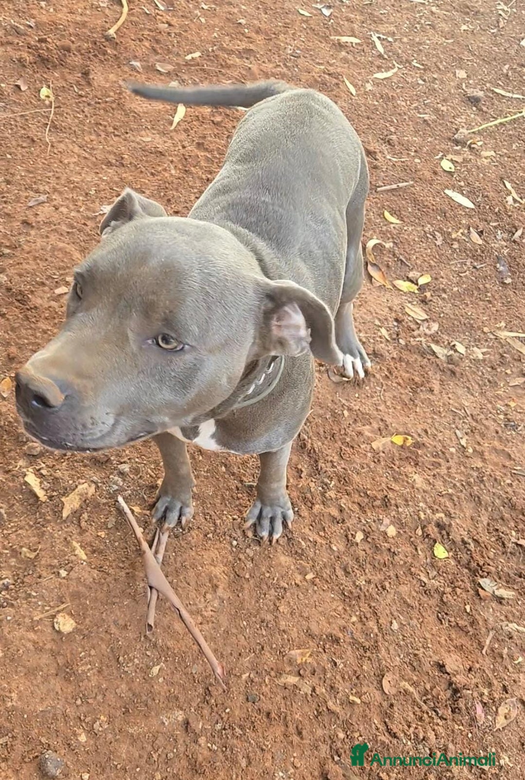 Pitbull cani in regalo: ATHENA TERRIER DI TIPO BULL 2 ANNI - Annuncio 2