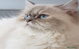 Persiano gatti in vendita: Maschietto persiano golden a Provincia di Novara - Immagine 4