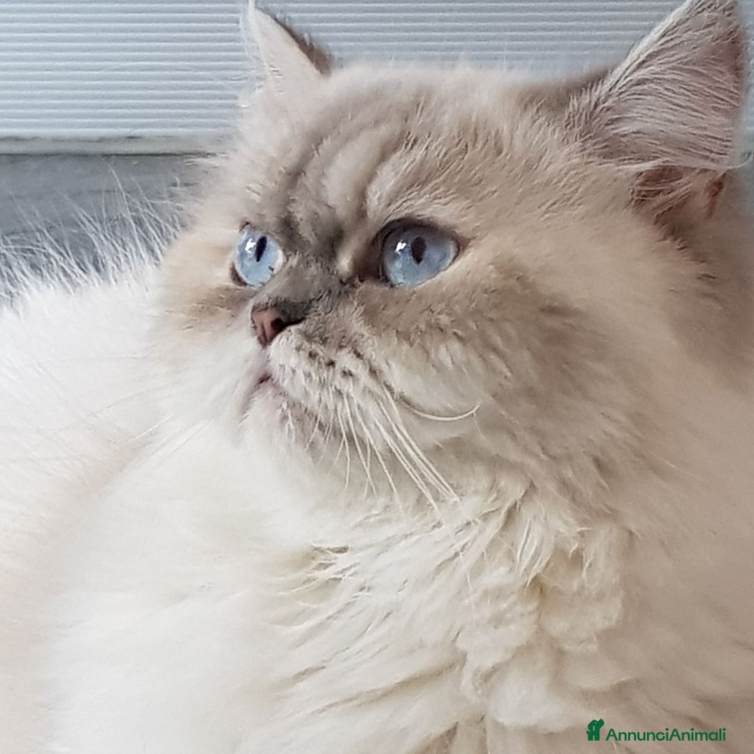 Persiano gatti in vendita: Maschietto persiano golden a Provincia di Novara - Immagine 4