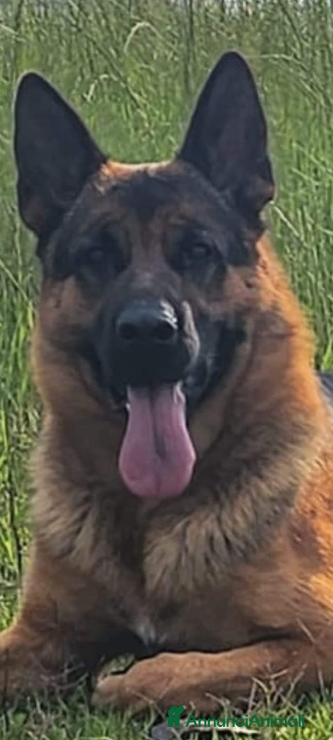 Pastore Tedesco cani in vendita: Vendita Cuccioli di Pastore Tedesco con Pedigree  - Annuncio 3