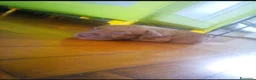 Pitbull cani in vendita: Pittbull - Annuncio 3