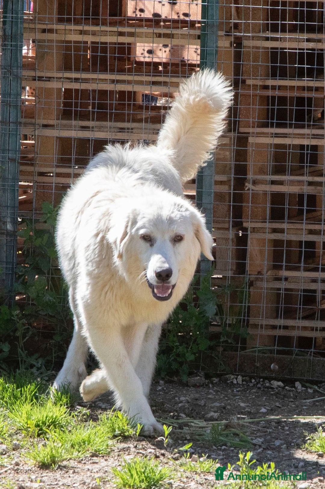 Meticcio cani in regalo: NUVOLETTA SOFFICE INVISIBILE a Provincia di Brescia - Annuncio 3