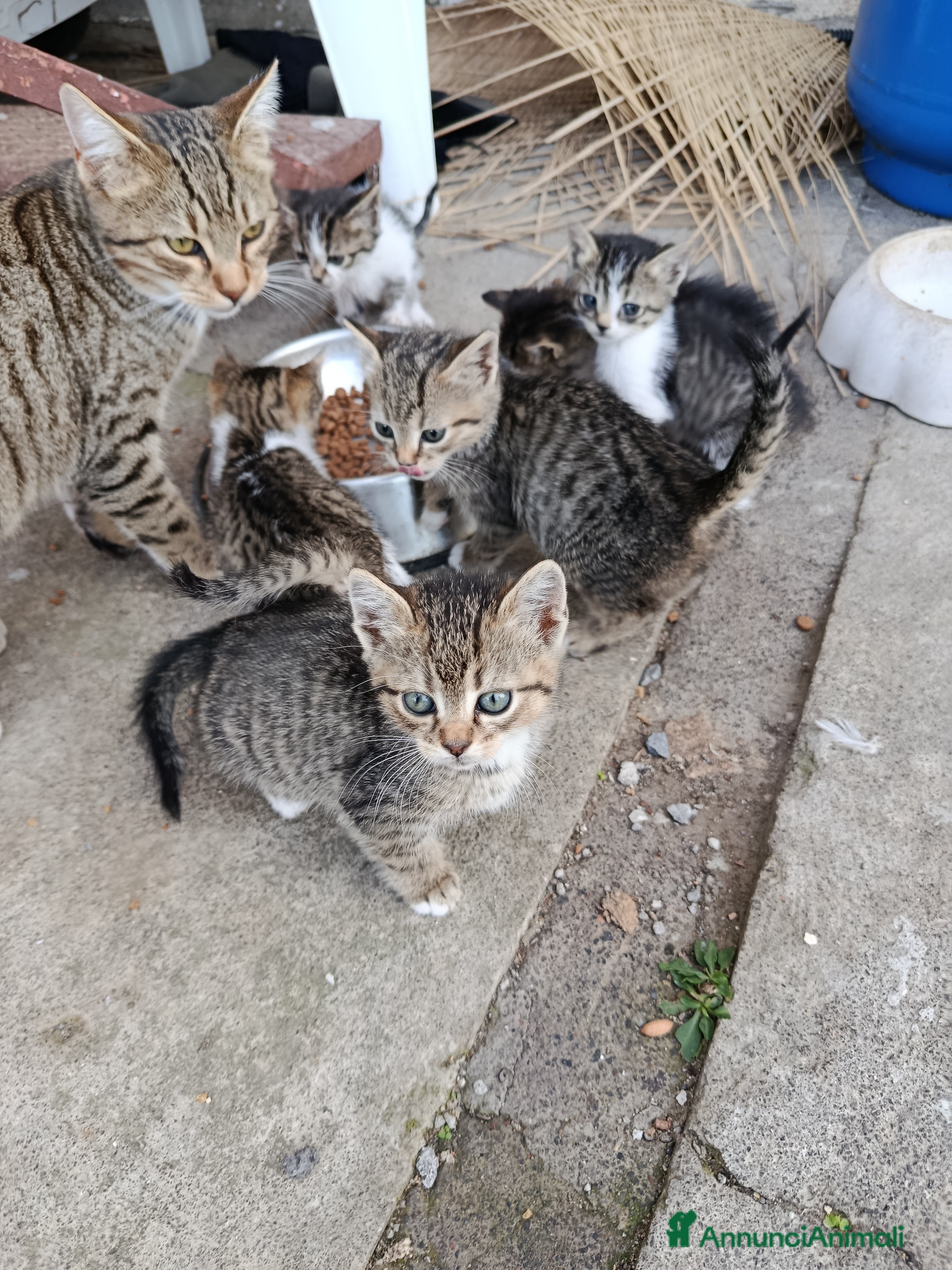 Altre razze gatti Gattini - Annuncio 1