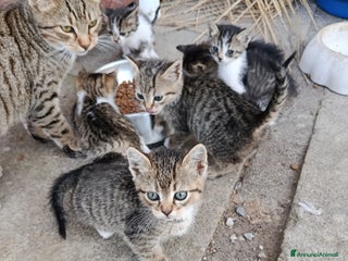 Altre razze gatti Gattini - Annuncio 38