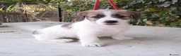 Jack Russell cani in vendita: Jack Russell Terrier Broken Ruvido cuccioli  - Annuncio 6