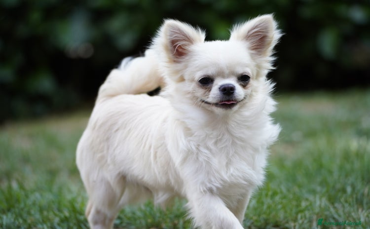 Chihuahua cani a Provincia di Rieti - Annuncio 16