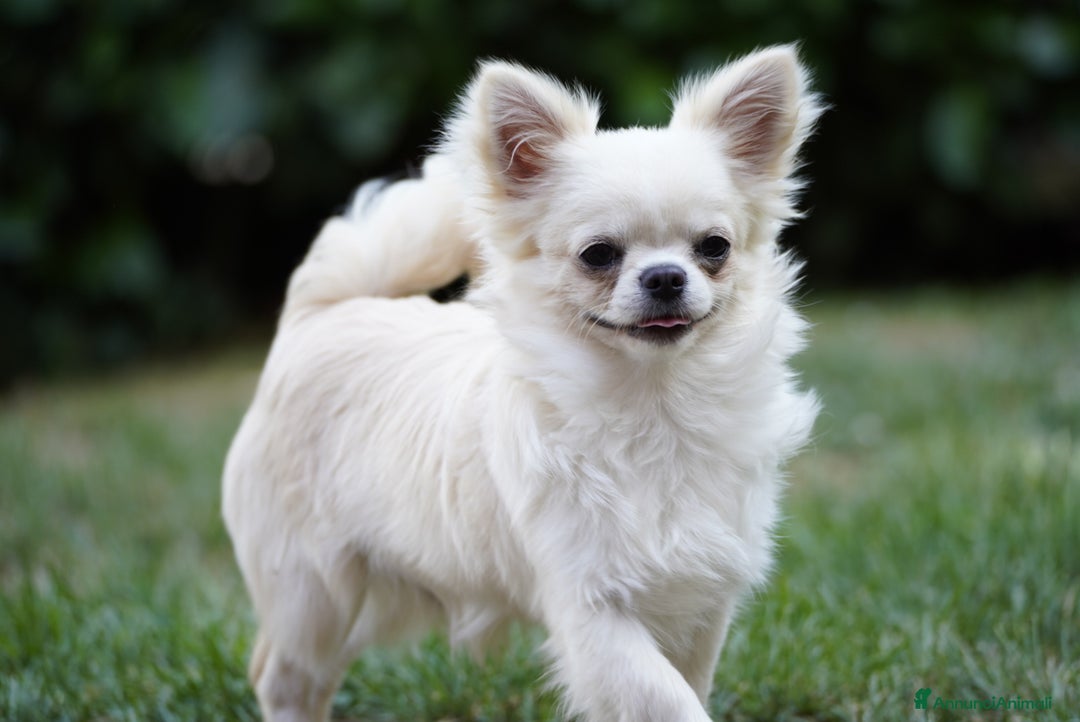 Chihuahua cani in vendita: Cucciolone di chihuahua a Provincia di Rieti - Immagine 1