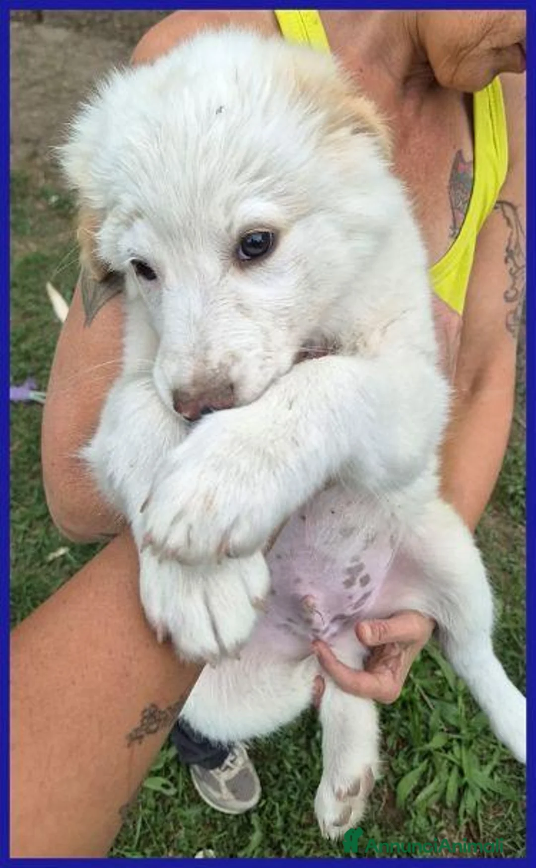 Meticcio cani in regalo: BABAGANOUSH adorabile cucciolo a Provincia di Padova - Annuncio 2