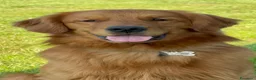 Golden Retriever cani per accoppiamento: Golden retriver per monta - Annuncio 2