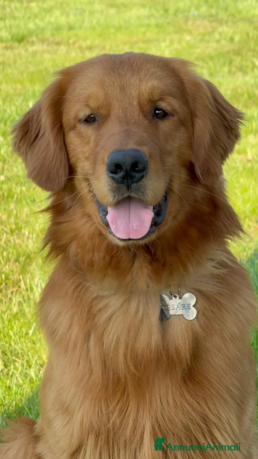 Golden Retriever cani per accoppiamento: Golden retriver per monta - Annuncio 2