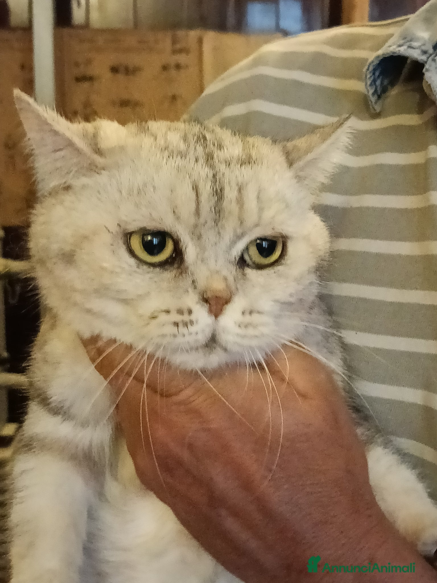 British gatti British shorthair  - Annuncio 1