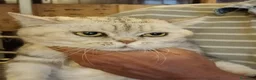 British gatti in regalo: British shorthair  - Annuncio 1