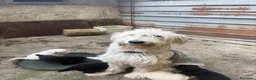 Meticcio cani in vendita: Cuccioli disponibili  a Provincia di Treviso - Annuncio 2