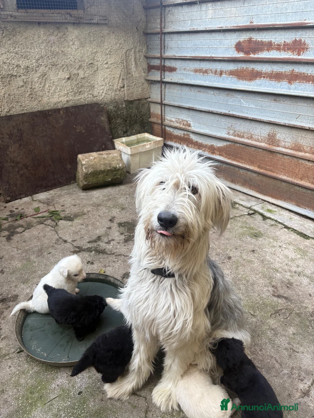 Meticcio cani in vendita: Cuccioli disponibili  a Provincia di Treviso - Annuncio 2