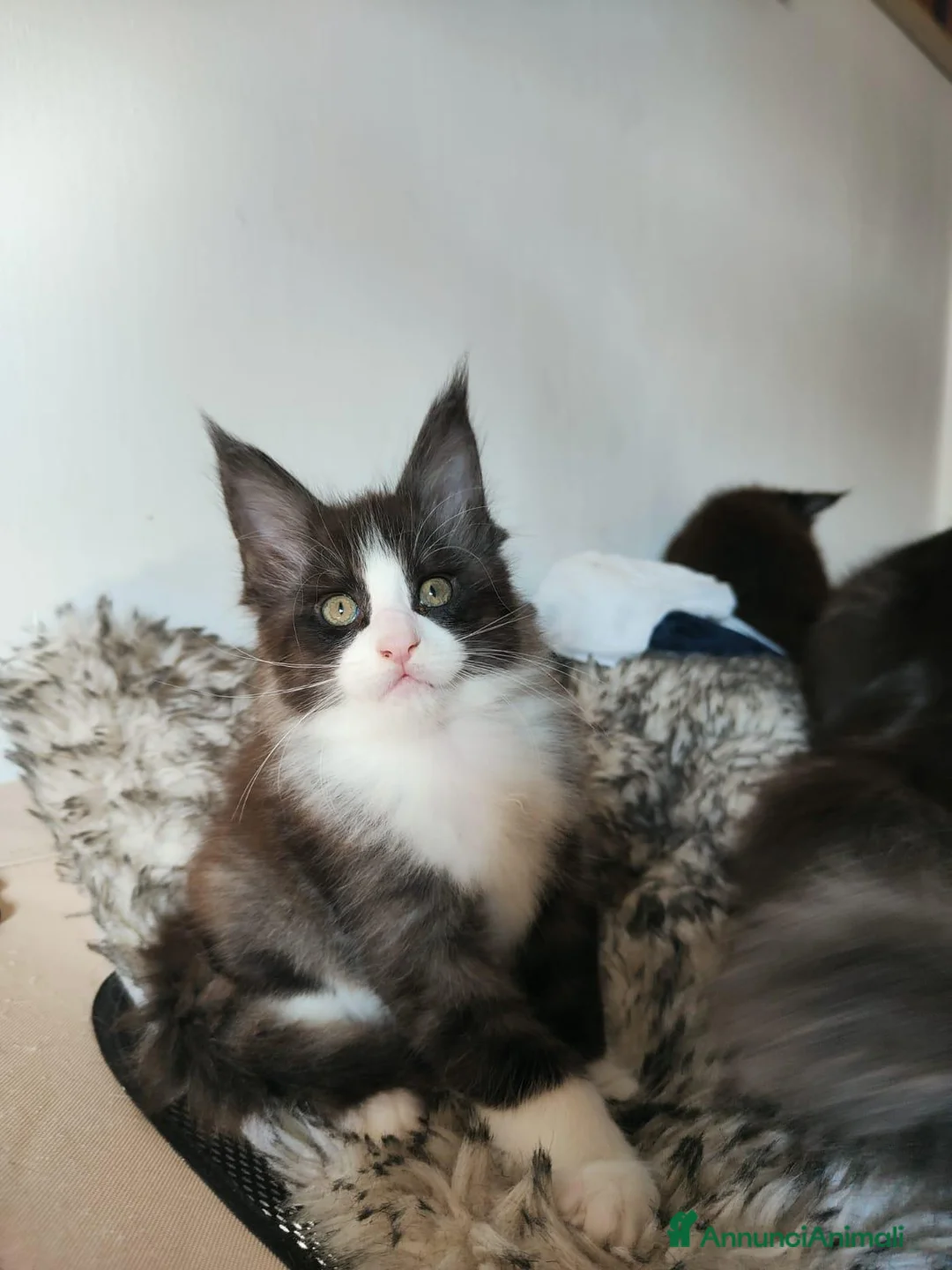 Maine Coon gatti in vendita: 2 Maschietti Maine Coon Bicolour - Annuncio 2