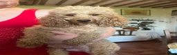 Barboncino Toy cani in vendita: Cuccioli di Barboncino toy - Annuncio 3