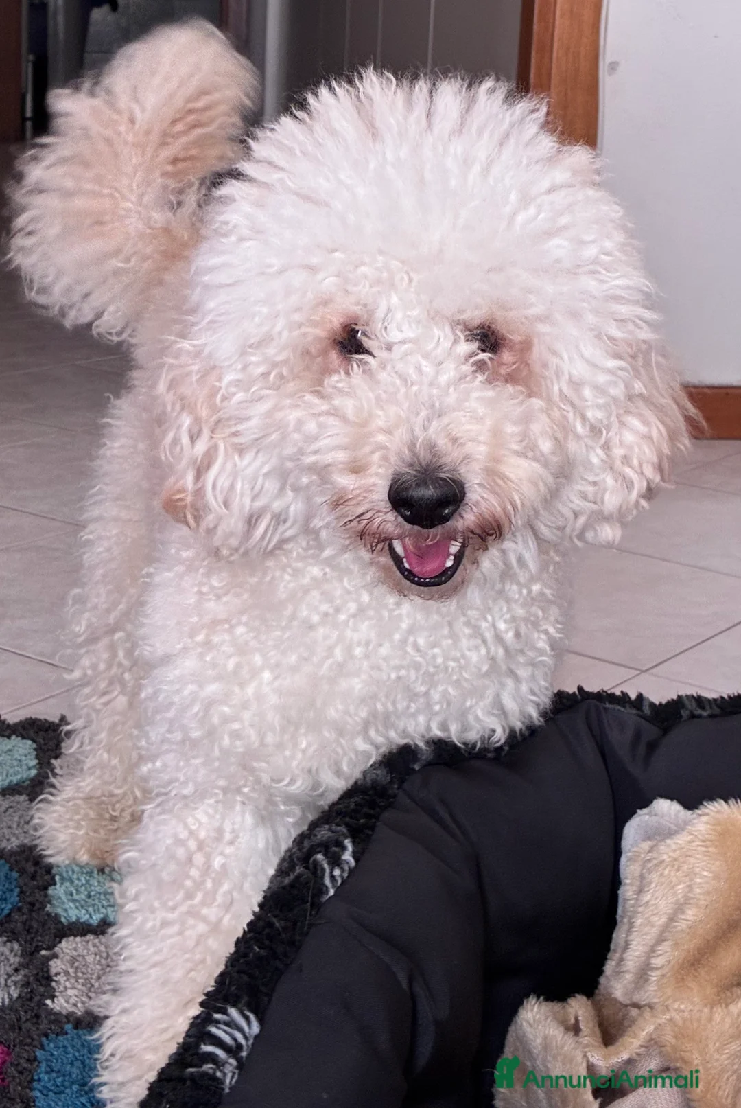 Barboncino cani per accoppiamento: Ares barboncino nano  - Annuncio 7