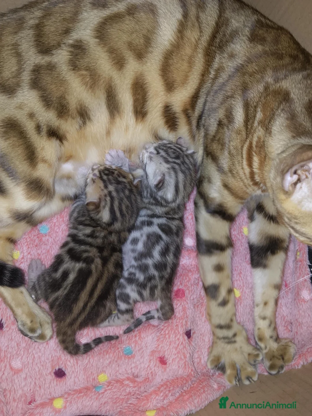 Bengala gatti in vendita: Cucciolina bengala per Natale - Annuncio 2