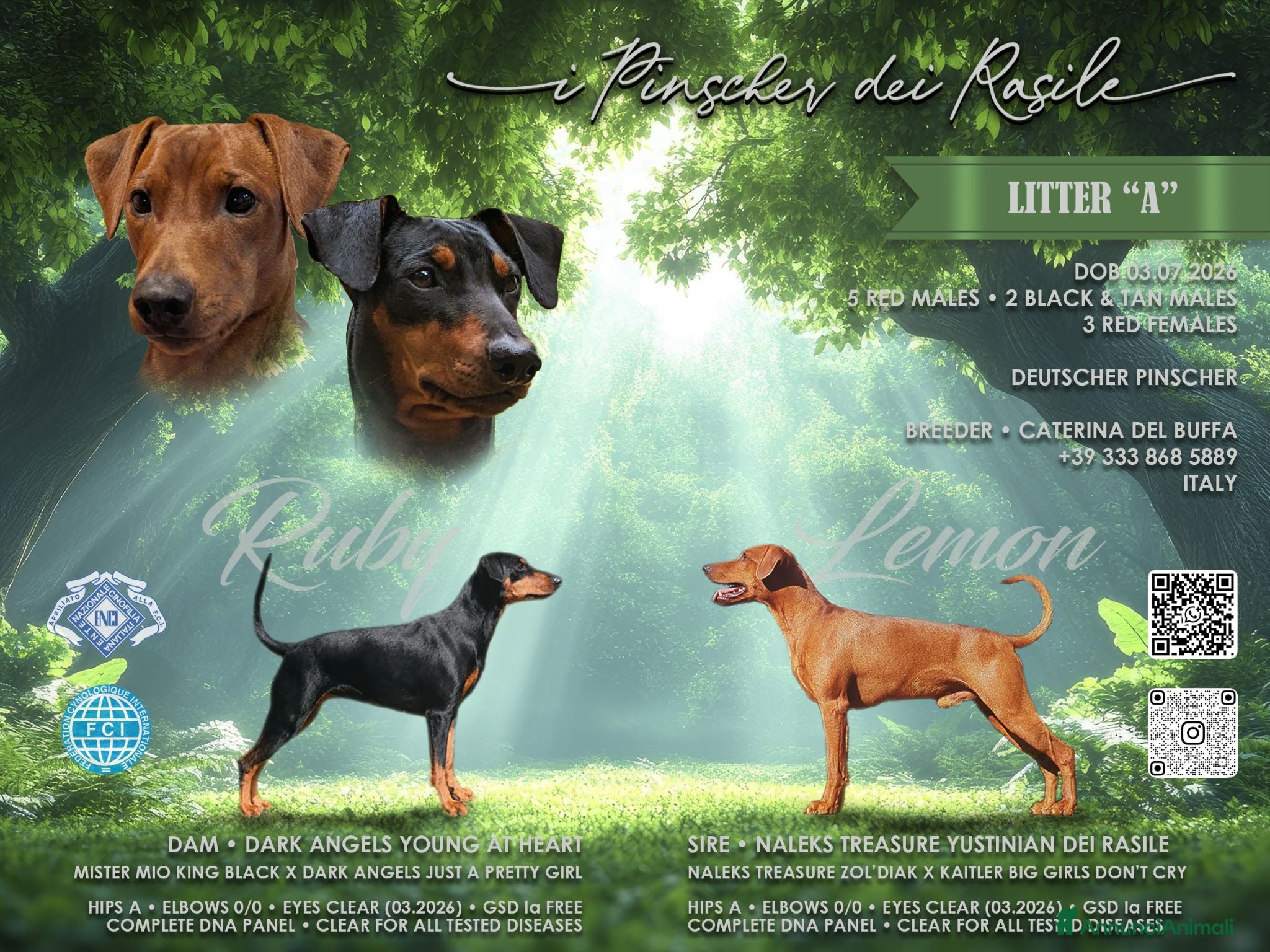 Pinscher Tedesco cani Cuccioli di German Pinscher - Annuncio 15