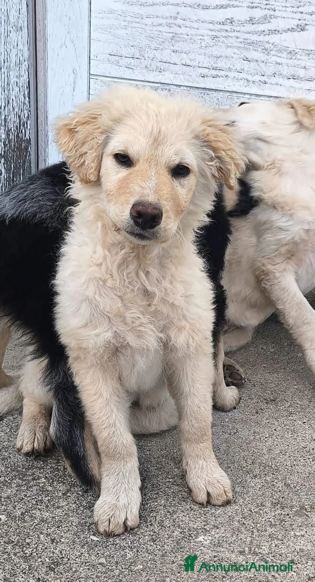 Meticcio cani in regalo: Cipria cucciola simil golden che adora i mici a Provincia di Massa e Carrara - Annuncio 1