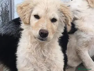 Meticcio cani Cipria cucciola simil golden che adora i mici - Annuncio 20