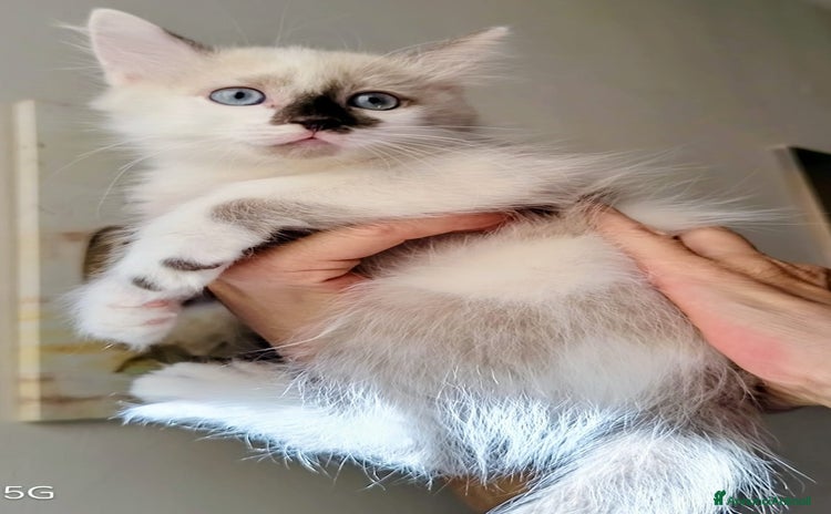 Ragdoll gatti - Annuncio 14