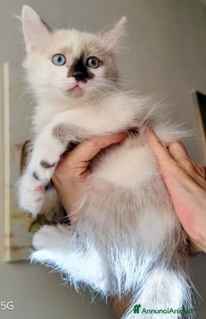Ragdoll gatti - Annuncio 15