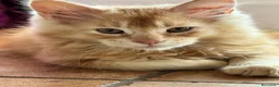 Maine Coon gatti in vendita: MAINE COON RED-WHITE PEDIGREE RIPRODUZIONE 3 rate  - Annuncio 1