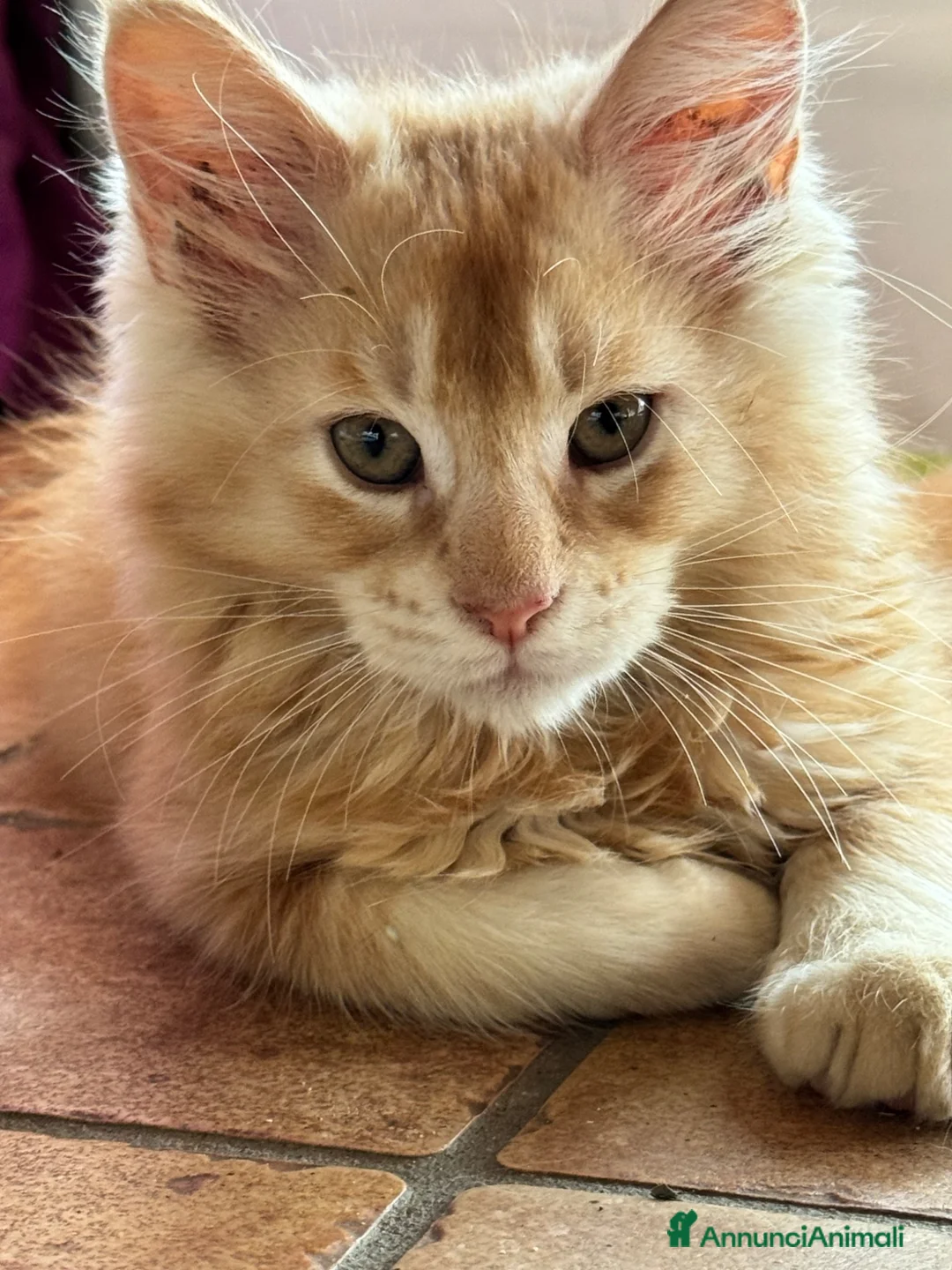 Maine Coon gatti in vendita: MAINE COON RED-WHITE PEDIGREE RIPRODUZIONE 3 rate  - Annuncio 1