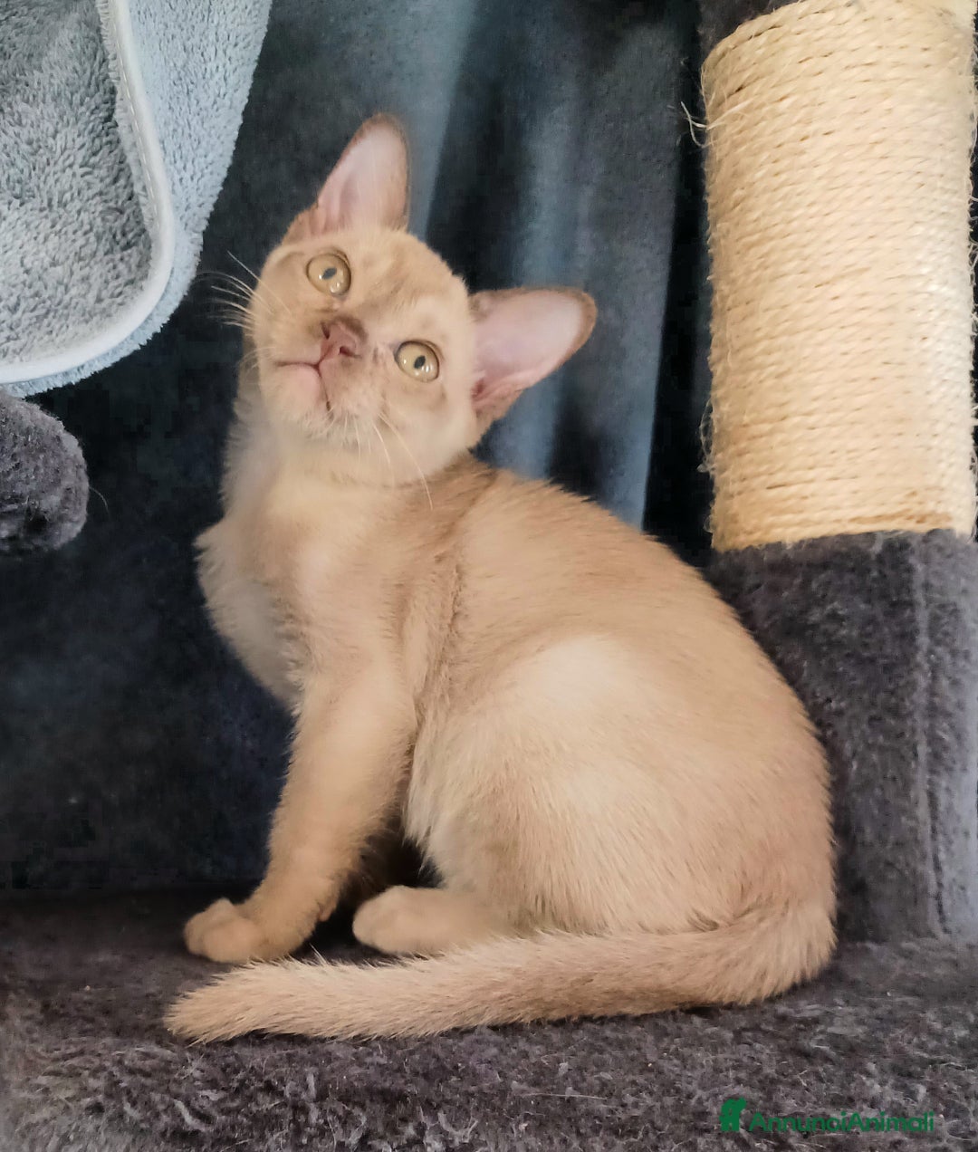 Burmese gatti in vendita: Gattini Burmesi Chocolate Brown  - Annuncio 4