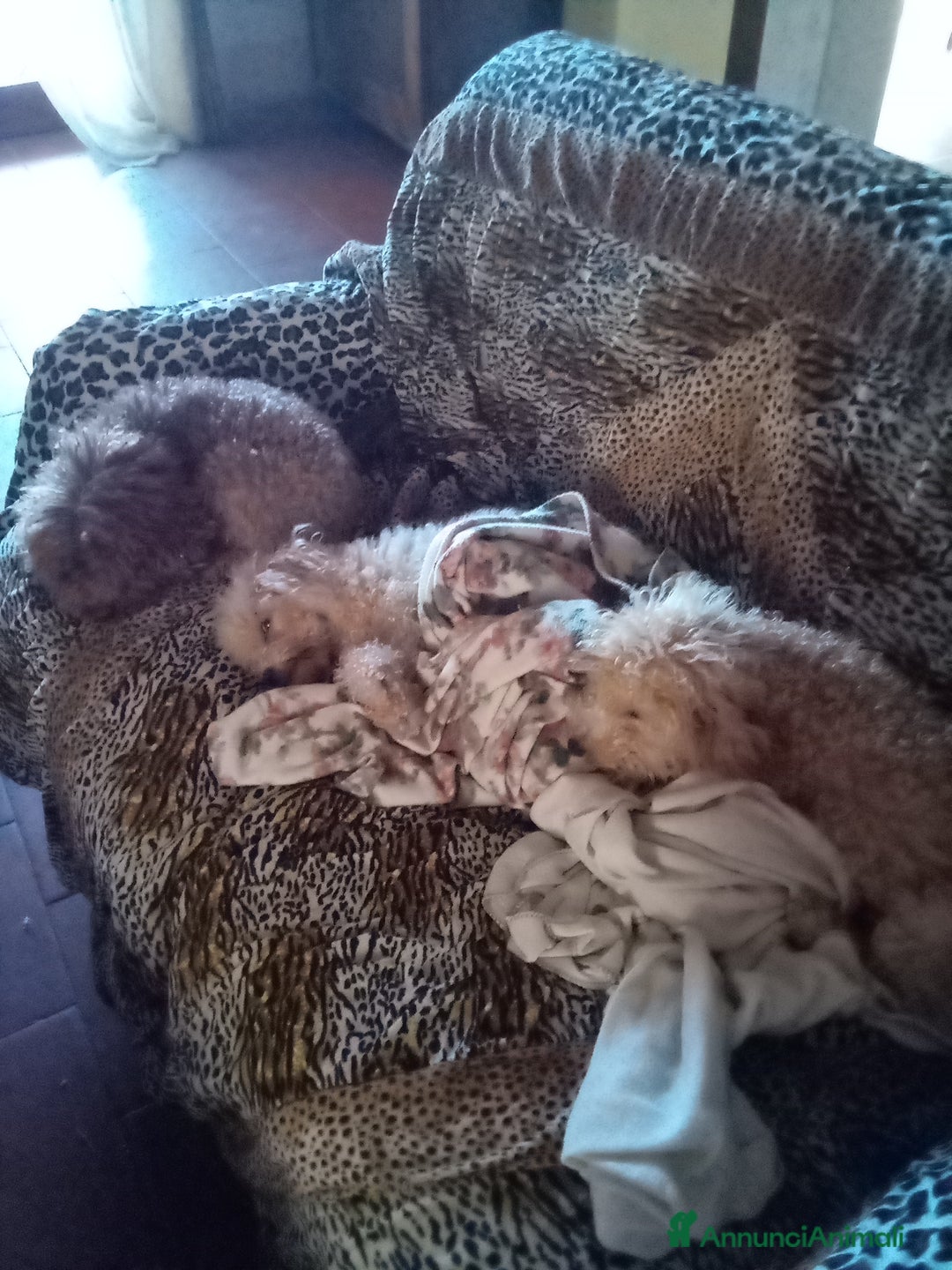 Barboncino Toy cani in vendita: Vendesi cuccioli di Barboncino Toy  - Annuncio 8