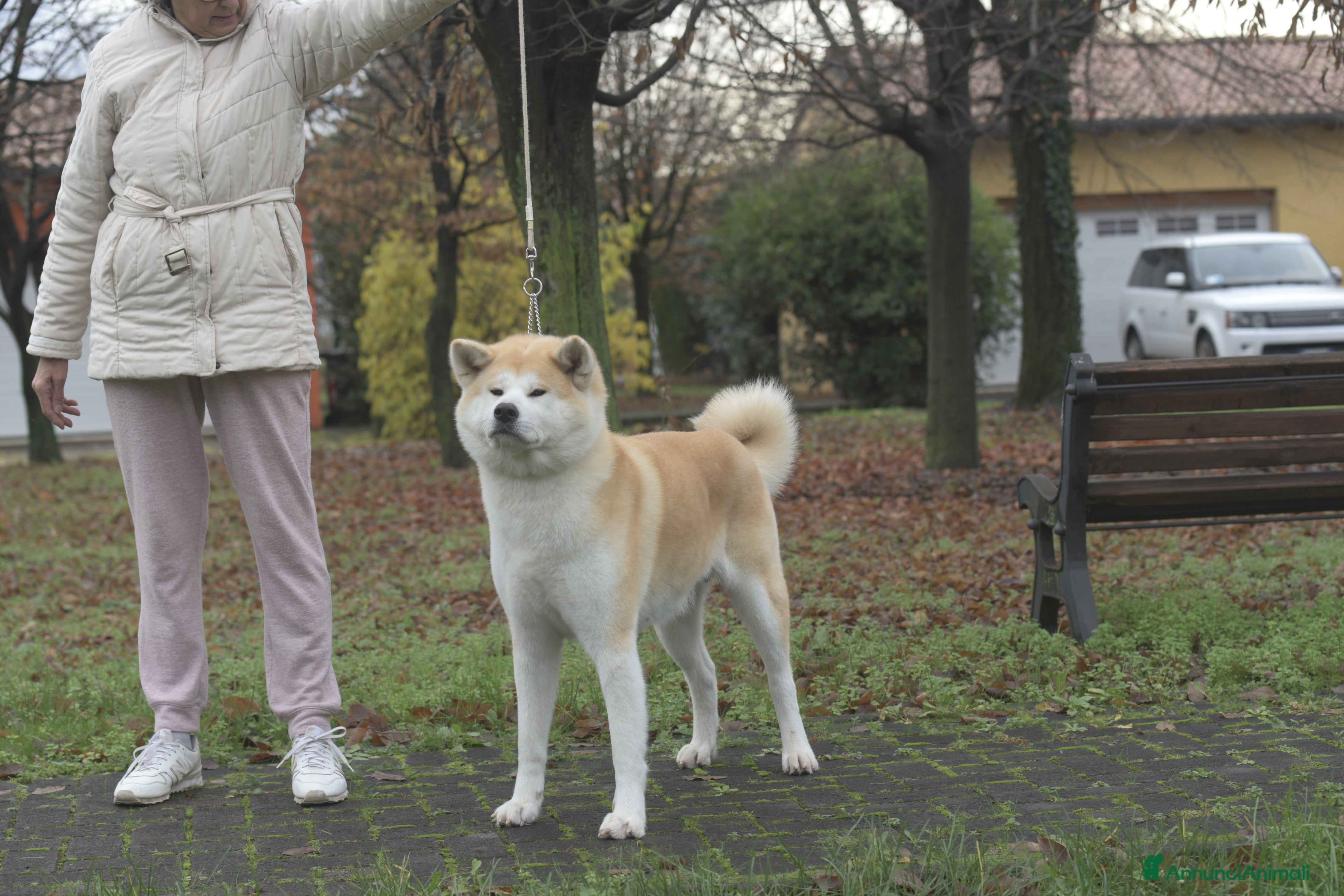 Akita Inu cani Disponibili due maschietti - Annuncio 1
